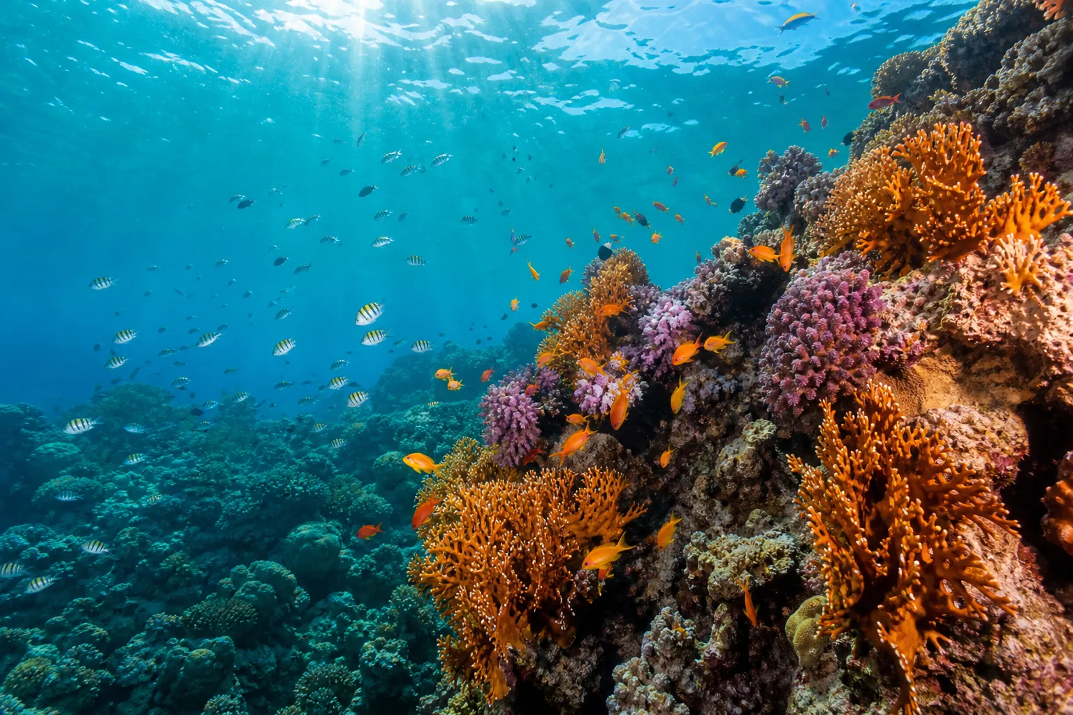 Coral reef