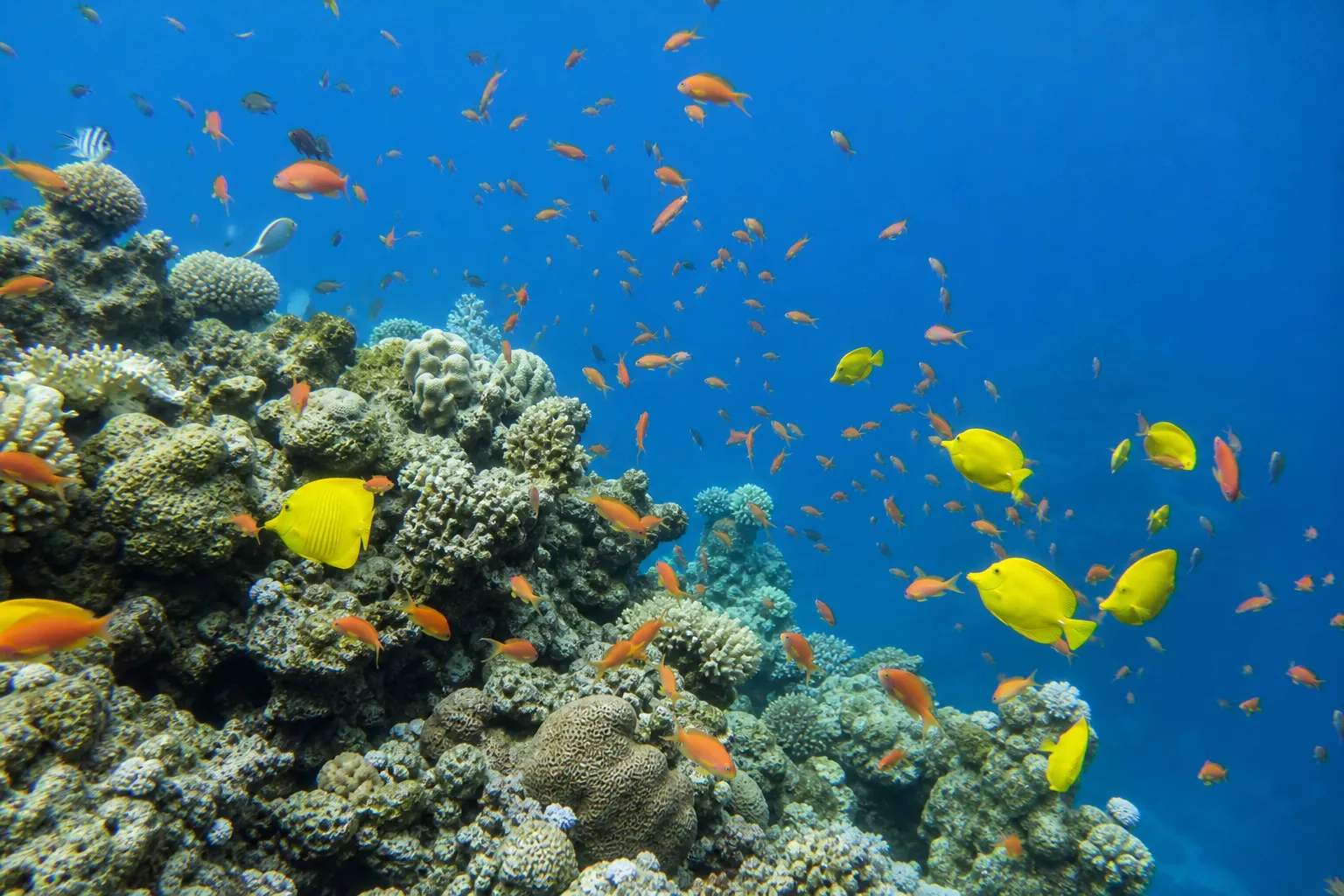 Tropical fish