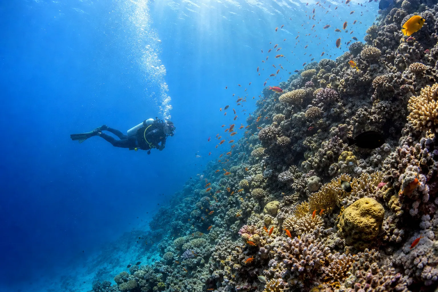 Scuba Diving