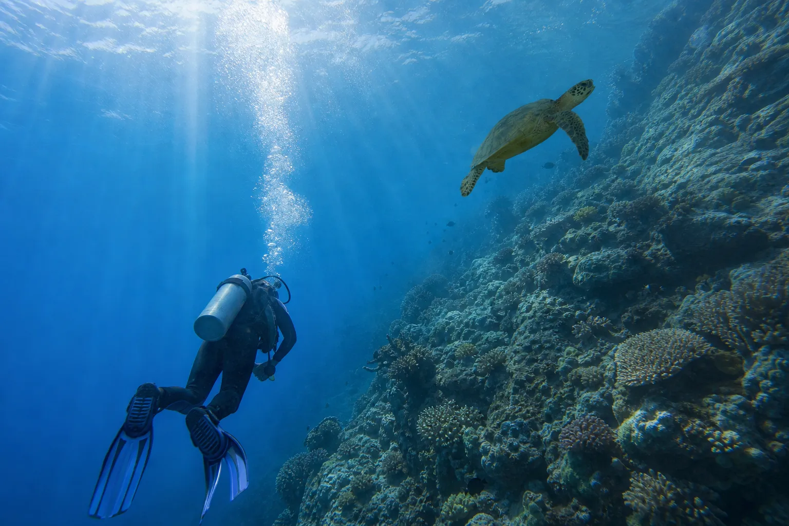 Scuba Diver on Musandam Coral Reef