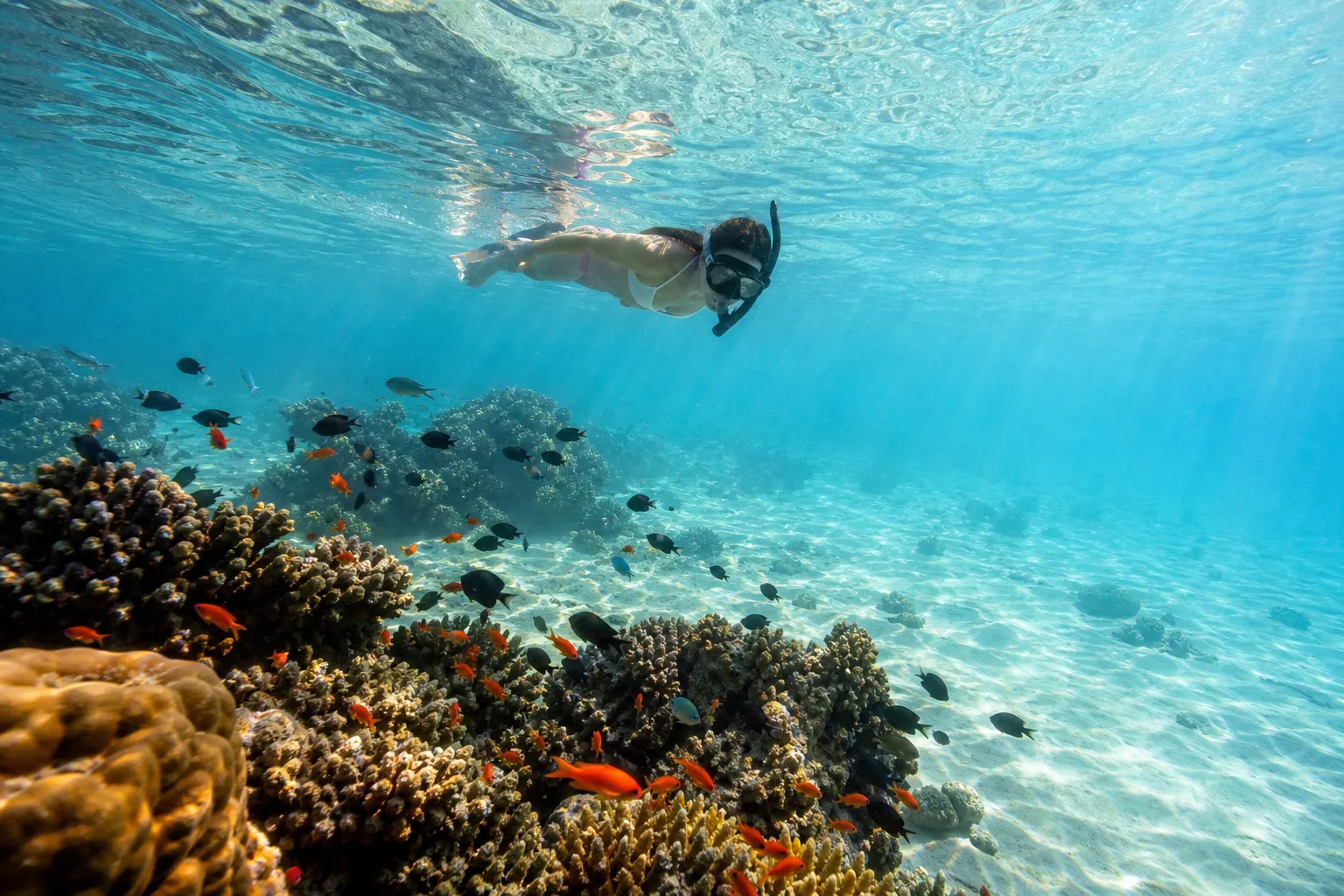 Snorkeling at Telegraph Island Musandam